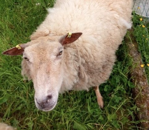 Frisette - Cherchez le coupable ! - Magn?�tiseur animalier